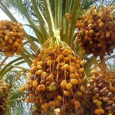 تصویر 2 از خرمای مرداسنگ تازه جیرفت + فروش عمده